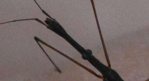 Hydrometra stagnorum